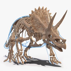 Triceratops Fossil Walking Pose with Transparent Skin