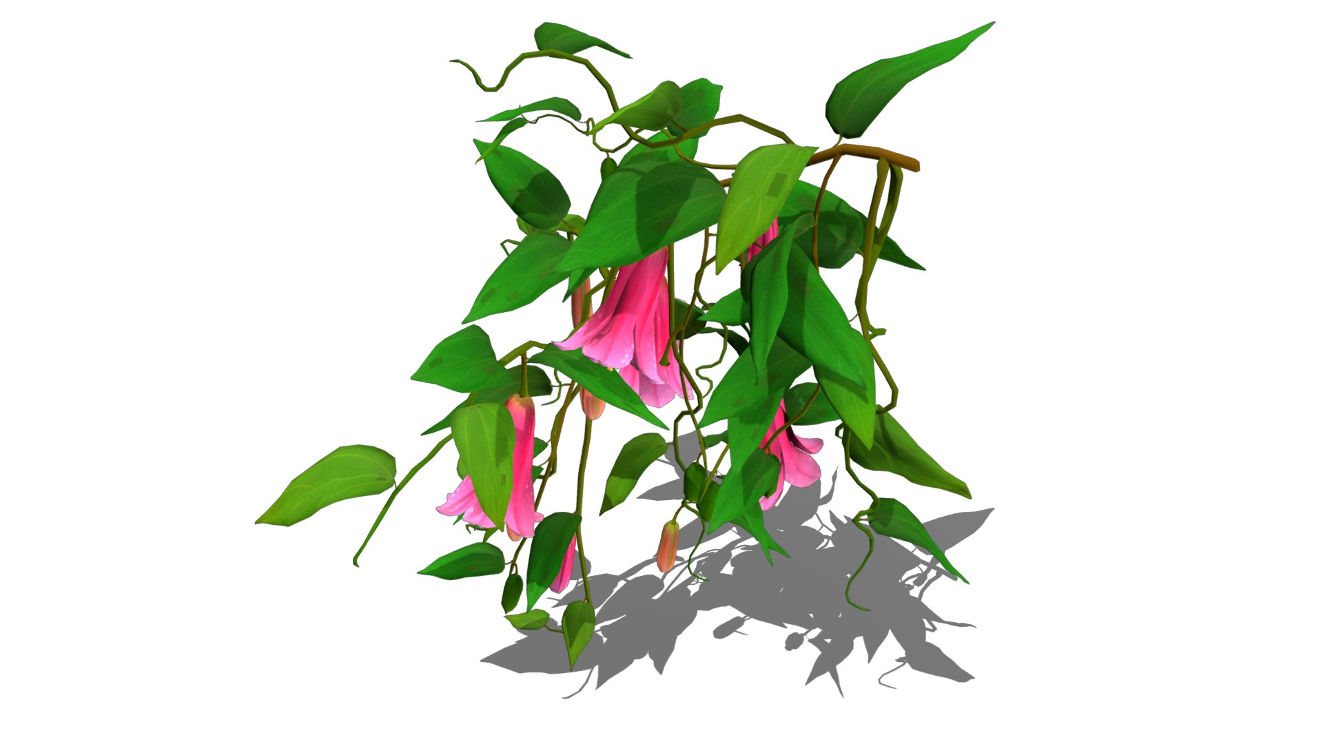 Flower Lapageria 3D https://p.turbosquid.com/ts-thumb/lZ/EtWN1O/Da/flower_lapageria8/png/1696235152/1920x1080/fit_q87/75e684d206dc49064e59d7081236771d8588da64/flower_lapageria8.jpg