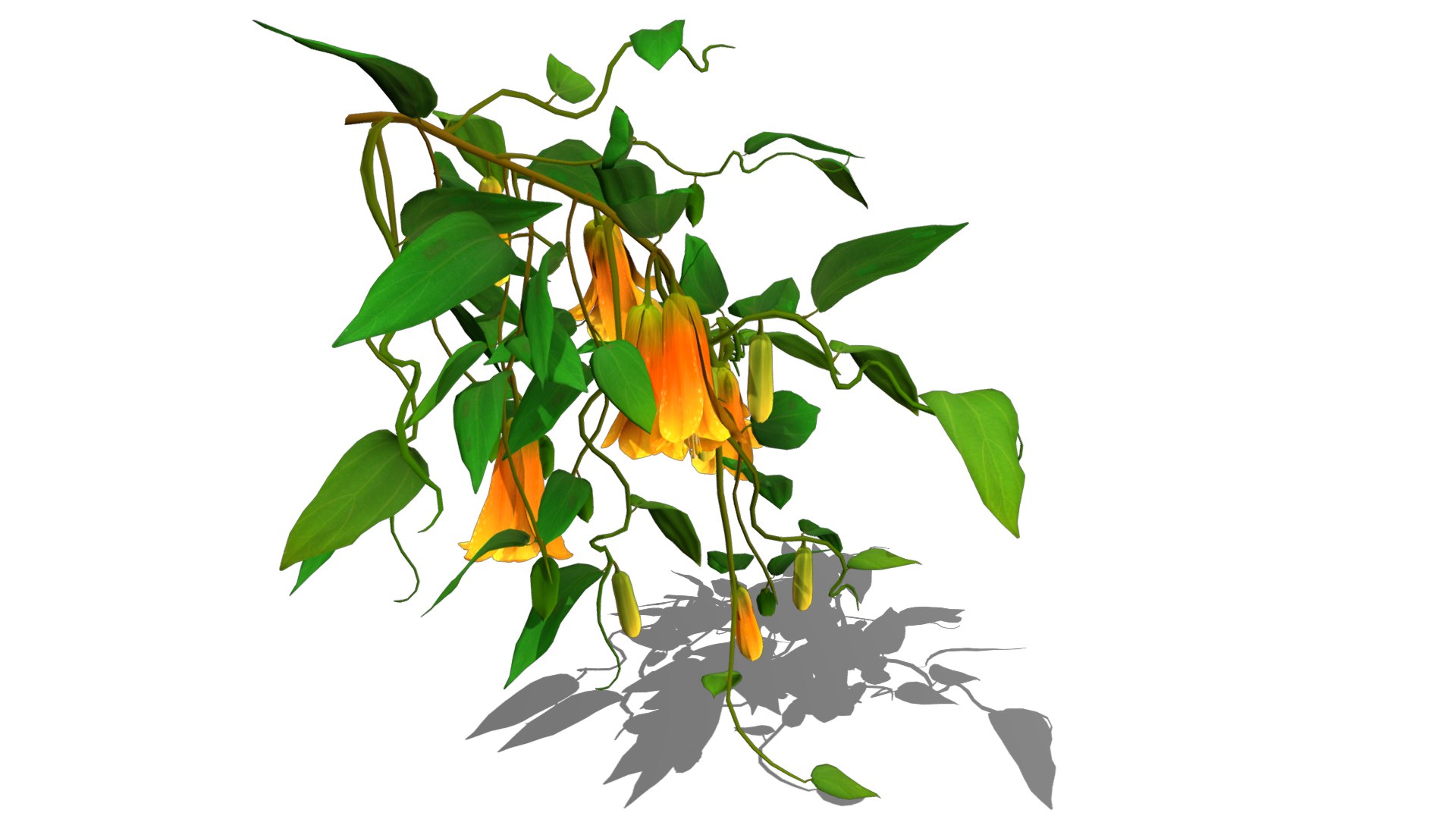 Flower Lapageria 3D https://p.turbosquid.com/ts-thumb/lZ/EtWN1O/HE/flower_lapageria5/png/1696235150/1920x1080/fit_q87/8cd18176862168c6ae1752311d5b4f71ad241623/flower_lapageria5.jpg