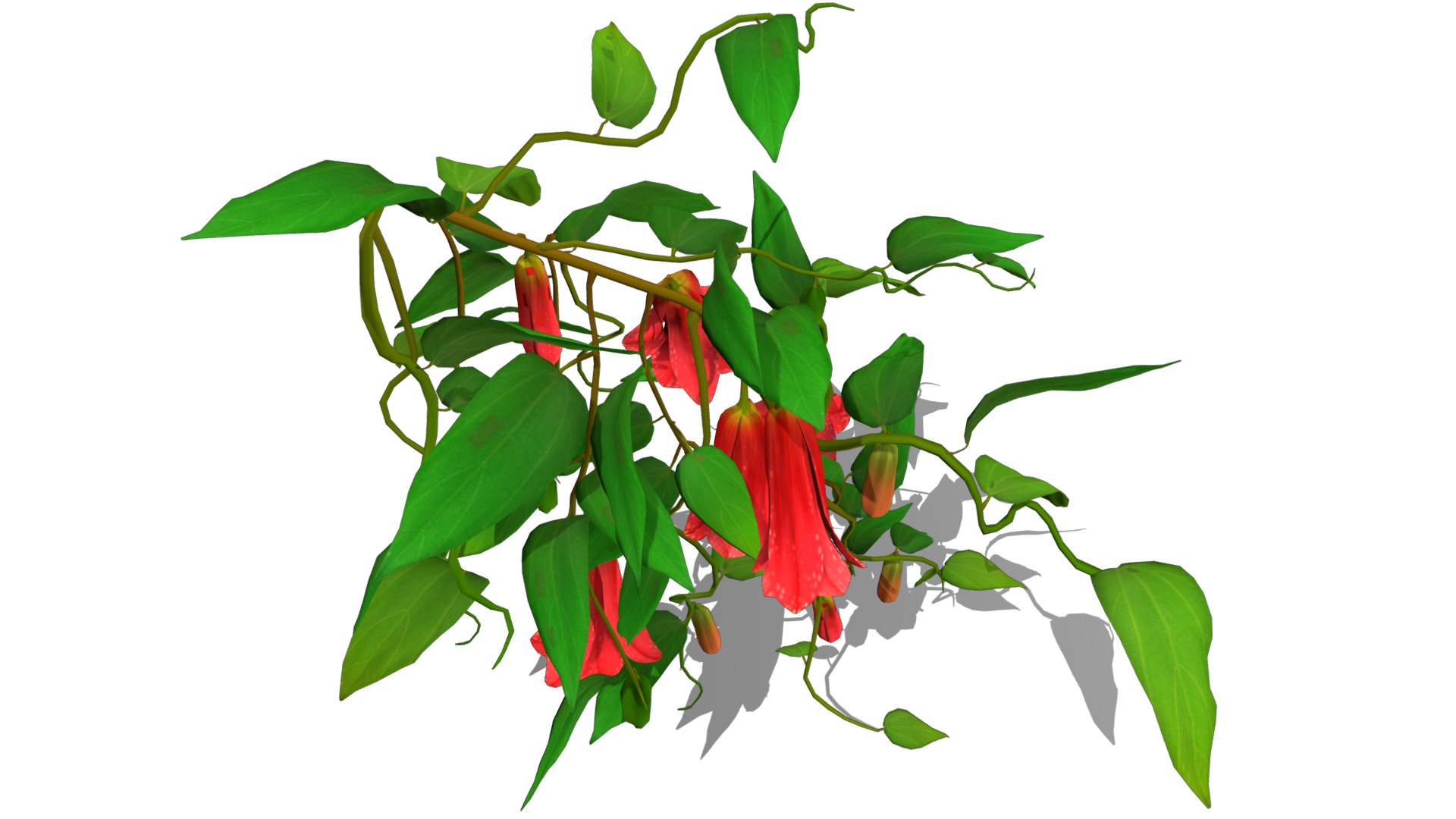 Flower Lapageria 3D https://p.turbosquid.com/ts-thumb/lZ/EtWN1O/Pw/flower_lapageria4/png/1696235149/1920x1080/fit_q87/291a6458d4c80eee3abcd7a961e4df2ee4a9a3a7/flower_lapageria4.jpg
