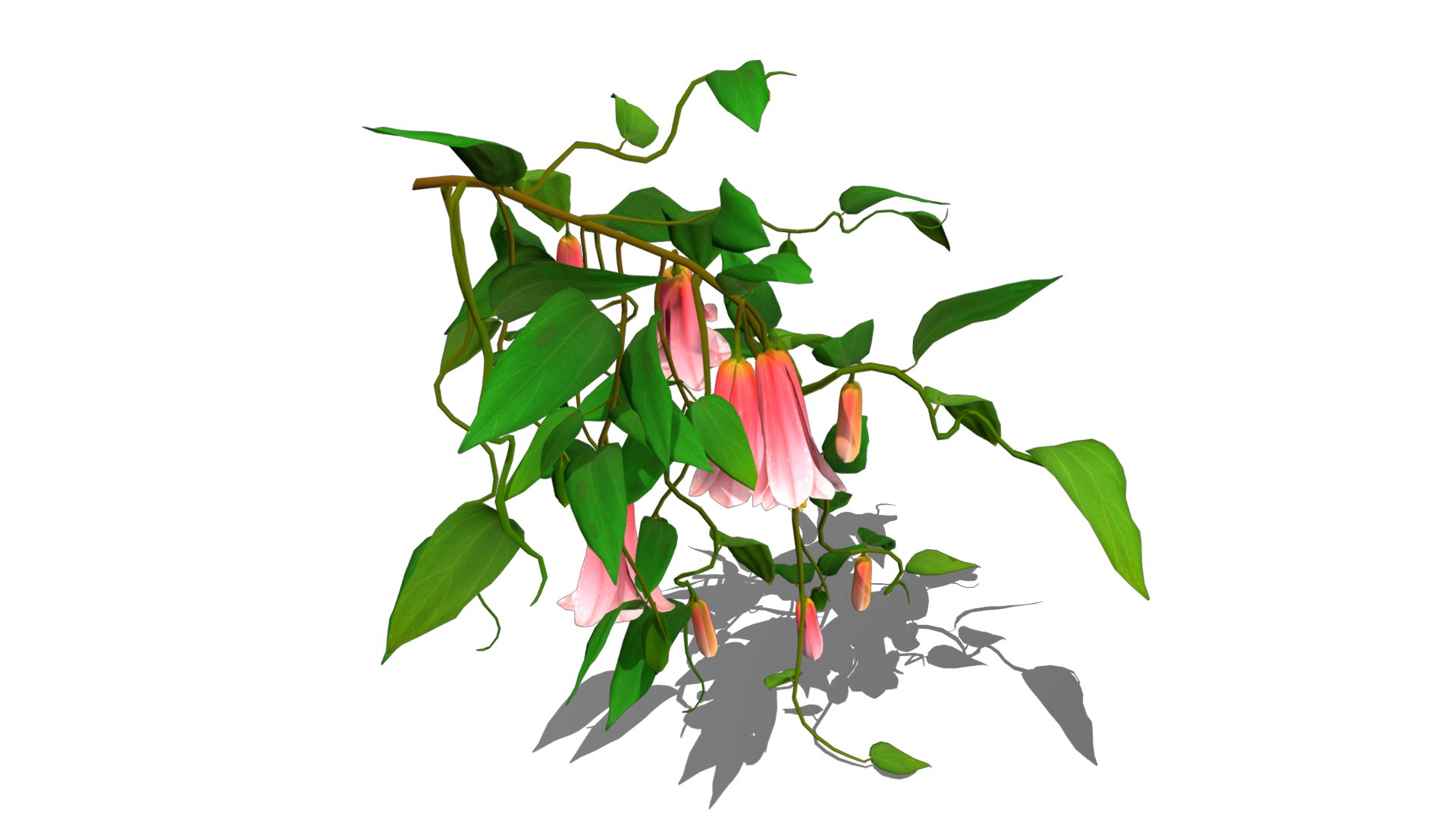 Flower Lapageria 3D https://p.turbosquid.com/ts-thumb/lZ/EtWN1O/UY/flower_lapageria6/png/1696235150/1920x1080/fit_q87/0aab6e9e533e4143b330c1b0b99e1b16f8d75816/flower_lapageria6.jpg
