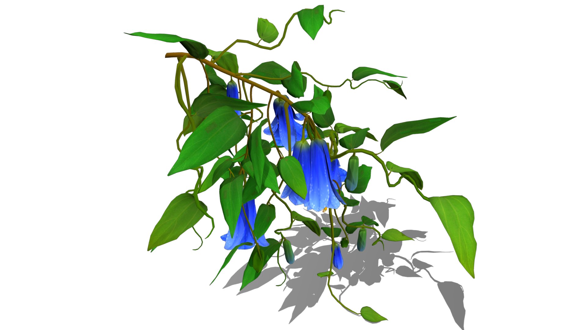 Flower Lapageria 3D https://p.turbosquid.com/ts-thumb/lZ/EtWN1O/ZJ/flower_lapageria7/png/1696235151/1920x1080/fit_q87/37ef7ee2e6f1c5e457cf91fabb81f19d48df2c20/flower_lapageria7.jpg
