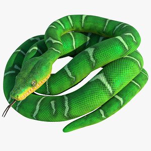 Emerald Tree Boa Rigged Animated