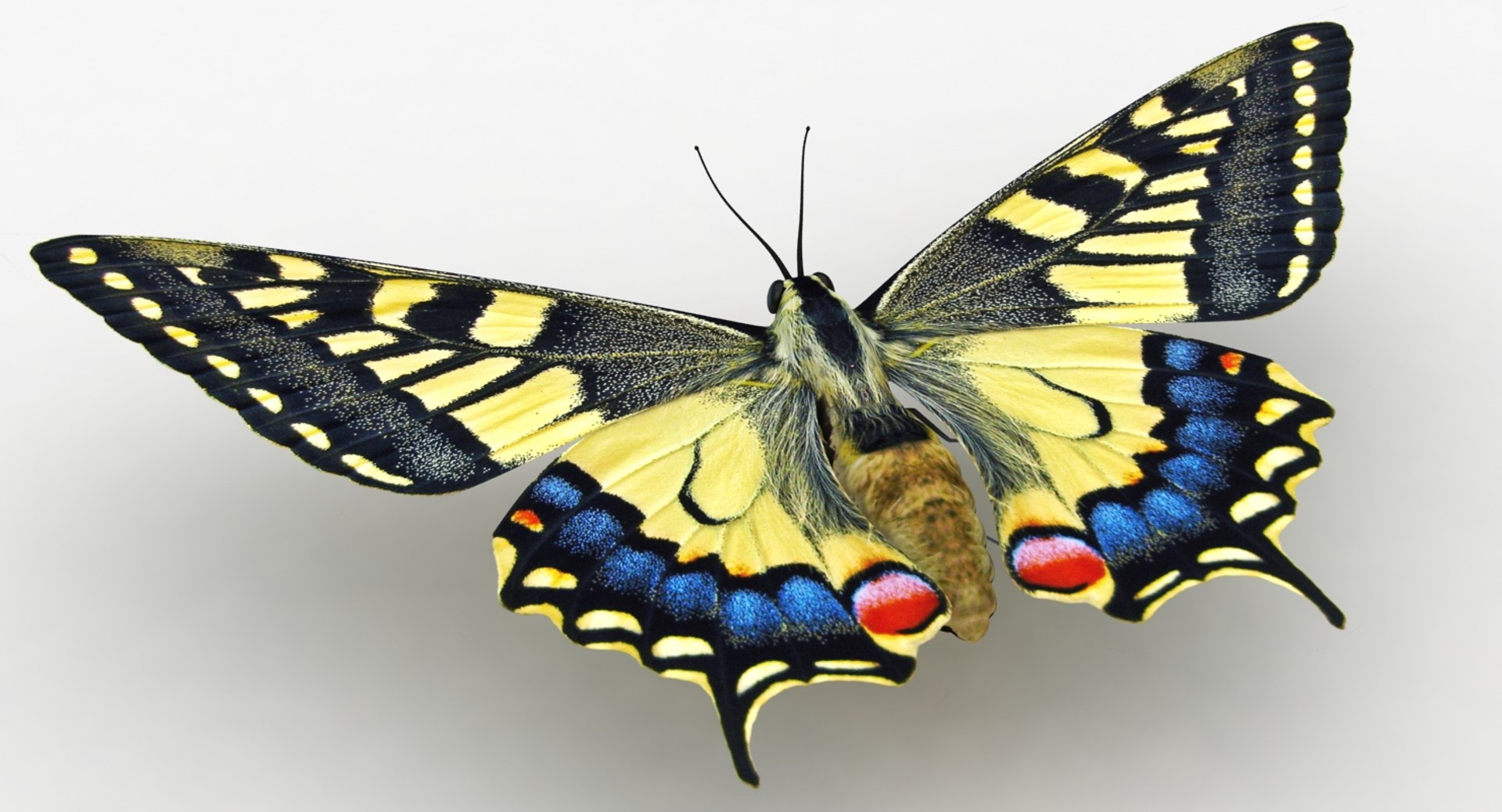 3D realistic butterfly papilio machaon https://p.turbosquid.com/ts-thumb/lZ/V49Bws/9fqzs4Ji/lemon_rr_02/jpg/1523169042/1920x1080/fit_q87/e80aab999c24195f8f37251754e7d8129de62e04/lemon_rr_02.jpg