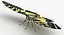 Papilio Machaon Butterfly