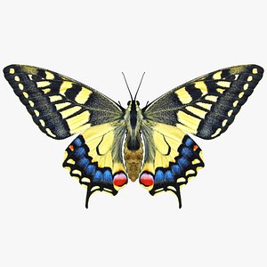 3D realistic butterfly papilio machaon