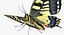 Papilio Machaon Butterfly