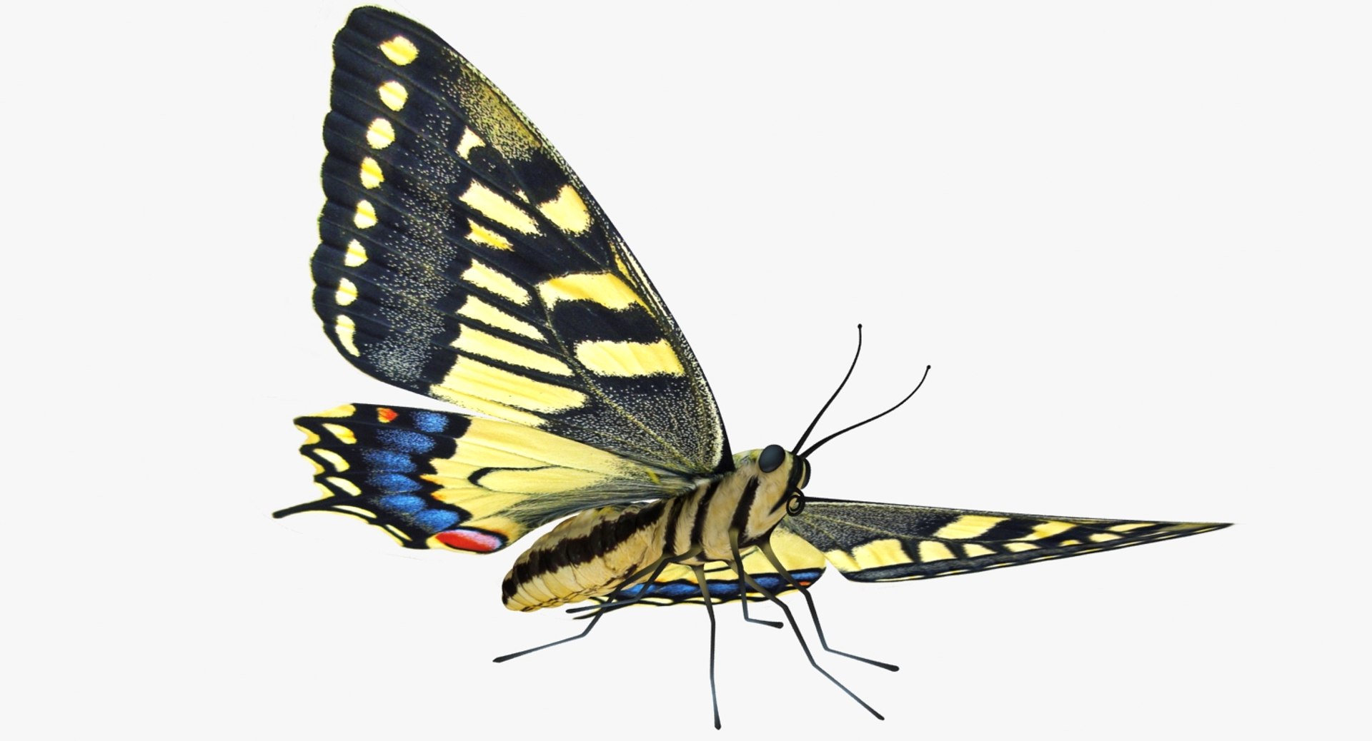 3D realistic butterfly papilio machaon https://p.turbosquid.com/ts-thumb/lZ/V49Bws/pjGSf9kM/lemon_rr_12/jpg/1523169042/1920x1080/fit_q87/8b8602bd865040ba9e8543959d532abb2bd05036/lemon_rr_12.jpg