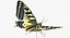 Papilio Machaon Butterfly