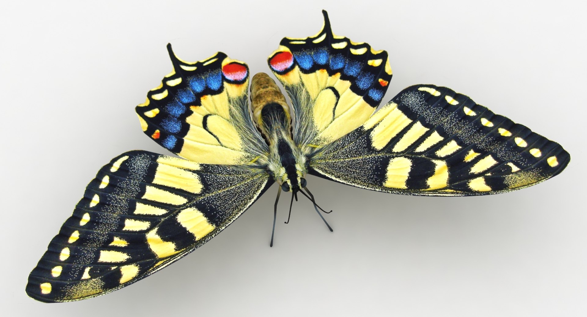 3D realistic butterfly papilio machaon https://p.turbosquid.com/ts-thumb/lZ/V49Bws/rAQChD4H/lemon_rr_06/jpg/1523169042/1920x1080/fit_q87/62dc30d2adeeb3879fc34c2ce8503884fb3691b4/lemon_rr_06.jpg