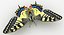 Papilio Machaon Butterfly
