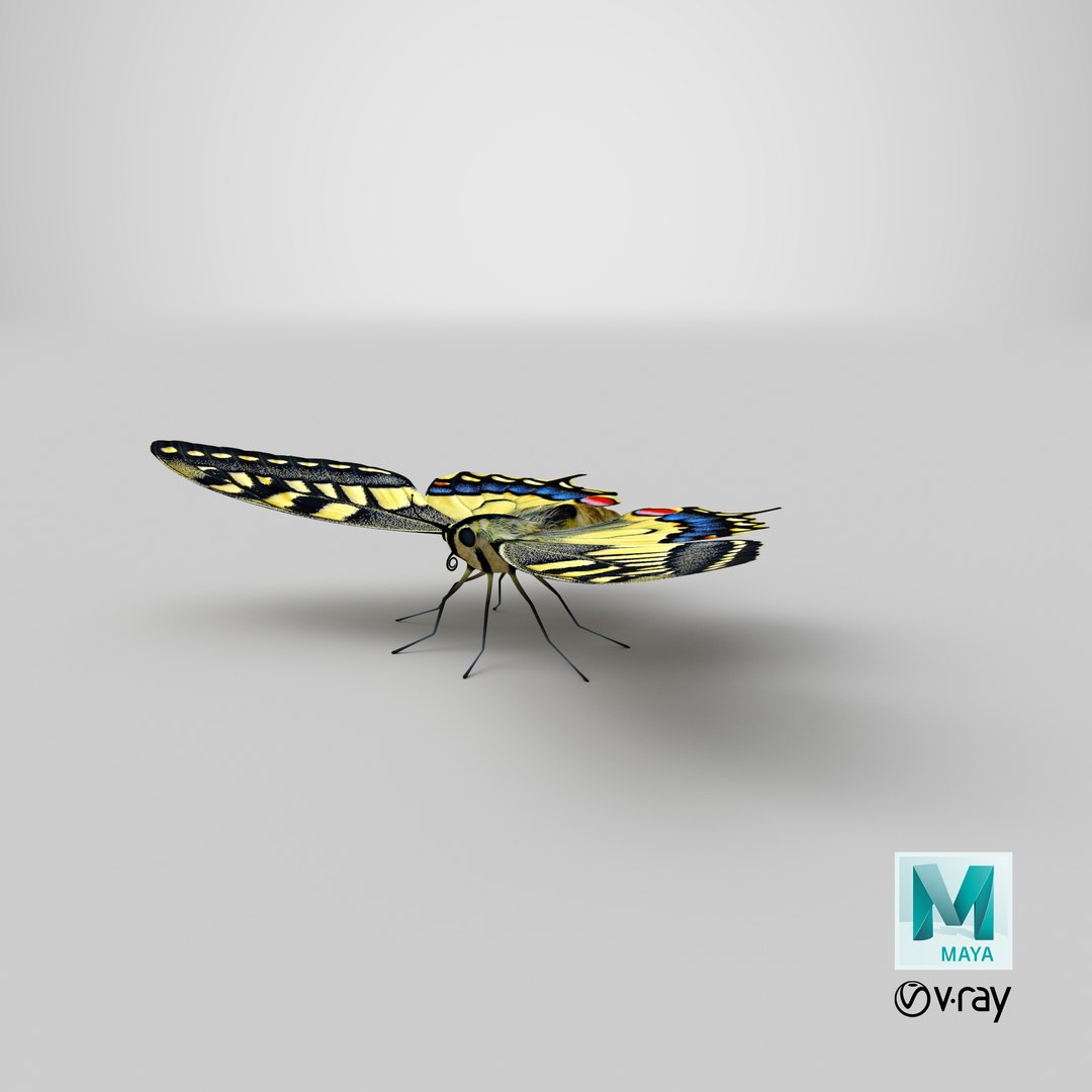 3D realistic butterfly papilio machaon https://p.turbosquid.com/ts-thumb/lZ/V49Bws/vgZSKYl6/stemcell_maya_vray_render/png/1543594464/1920x1080/fit_q87/946e57e36642fc3eed1ab08489b2a791db33ebf1/stemcell_maya_vray_render.jpg
