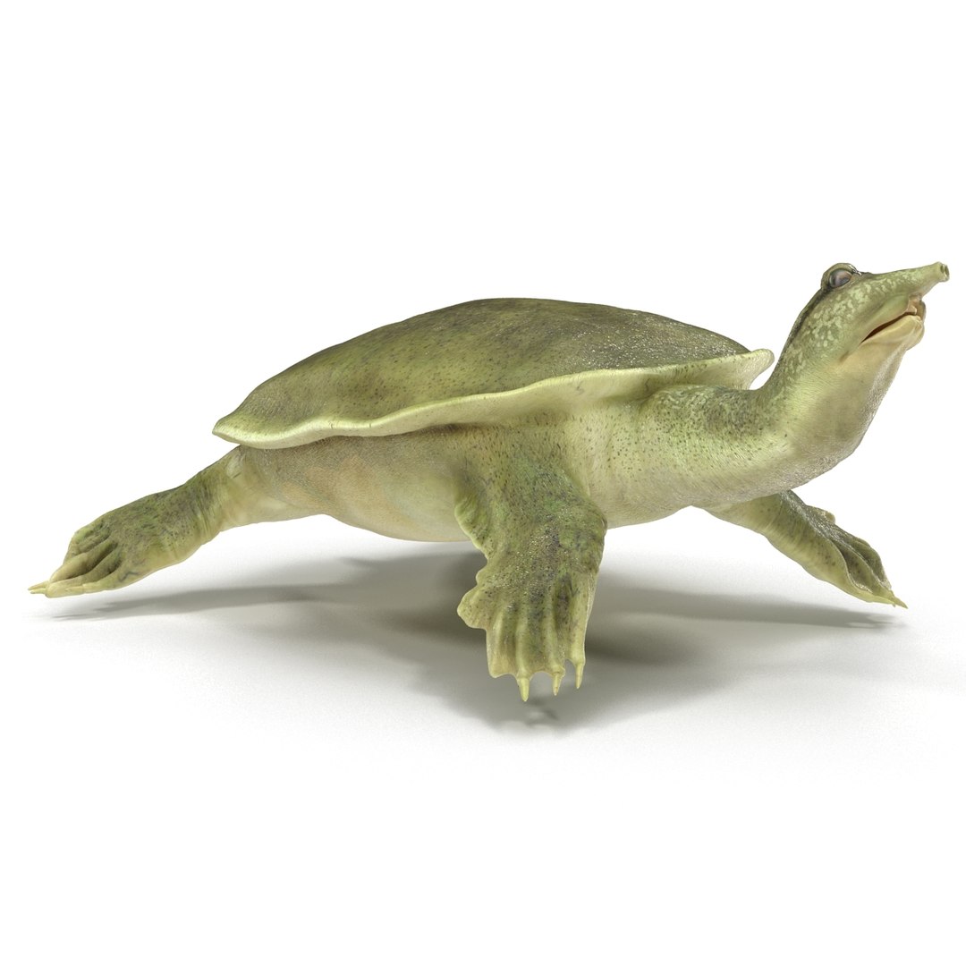 Max Chinese Softshell Turtle Rigged