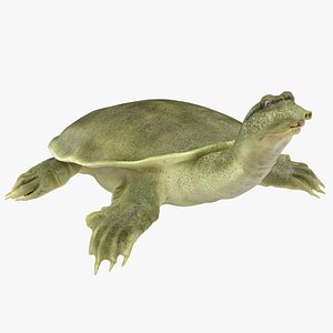 max chinese softshell turtle rigged