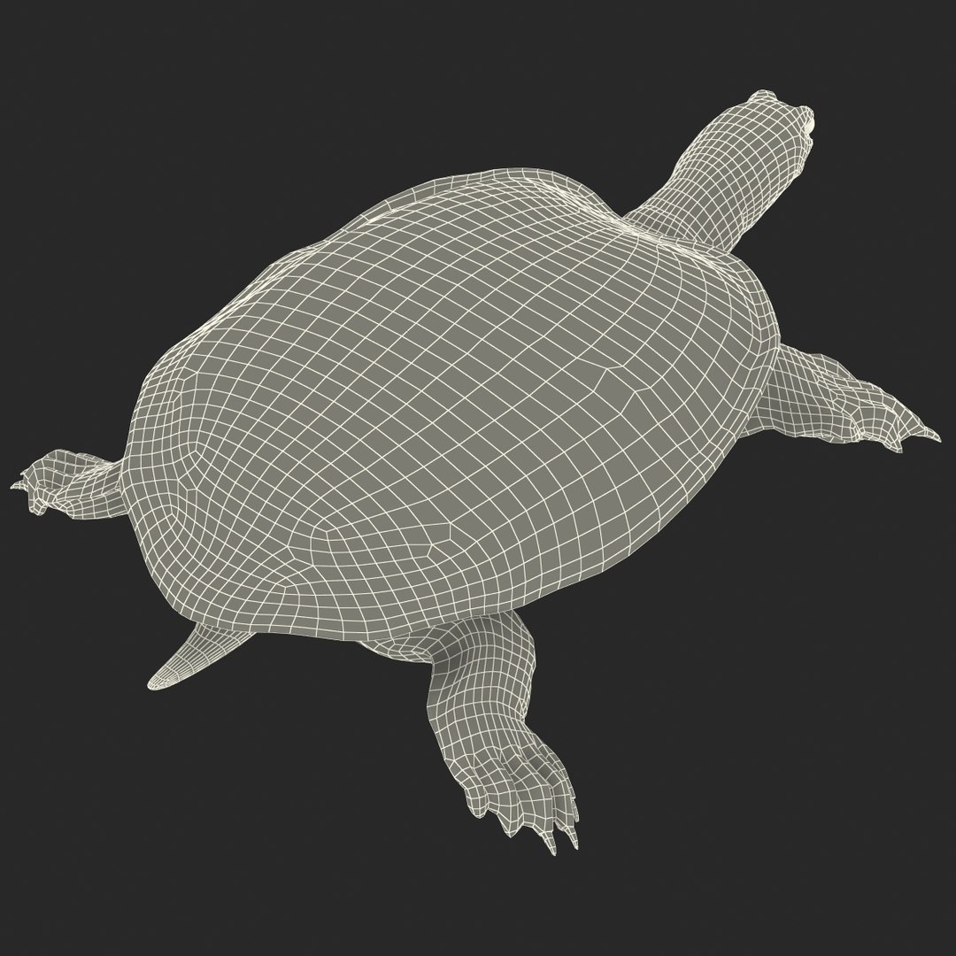 Max Chinese Softshell Turtle Rigged
