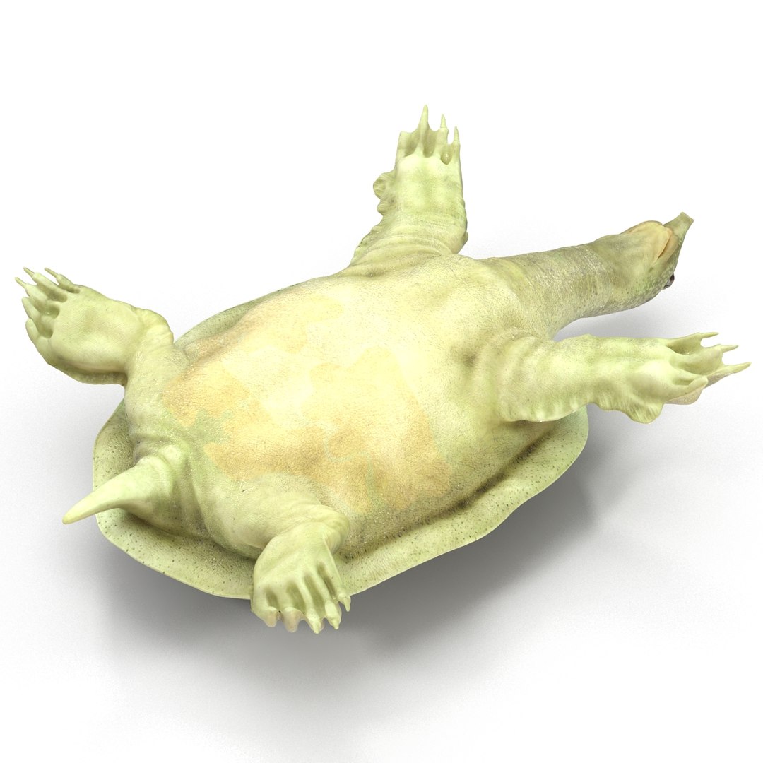 Max Chinese Softshell Turtle Rigged