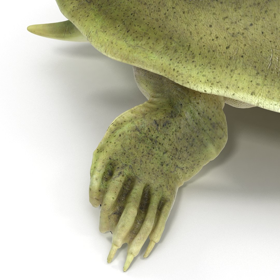 Max Chinese Softshell Turtle Rigged