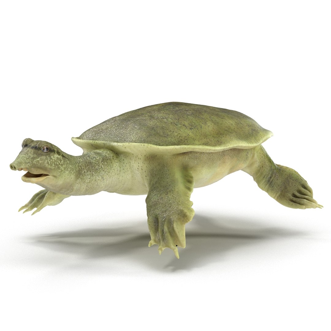 Max Chinese Softshell Turtle Rigged