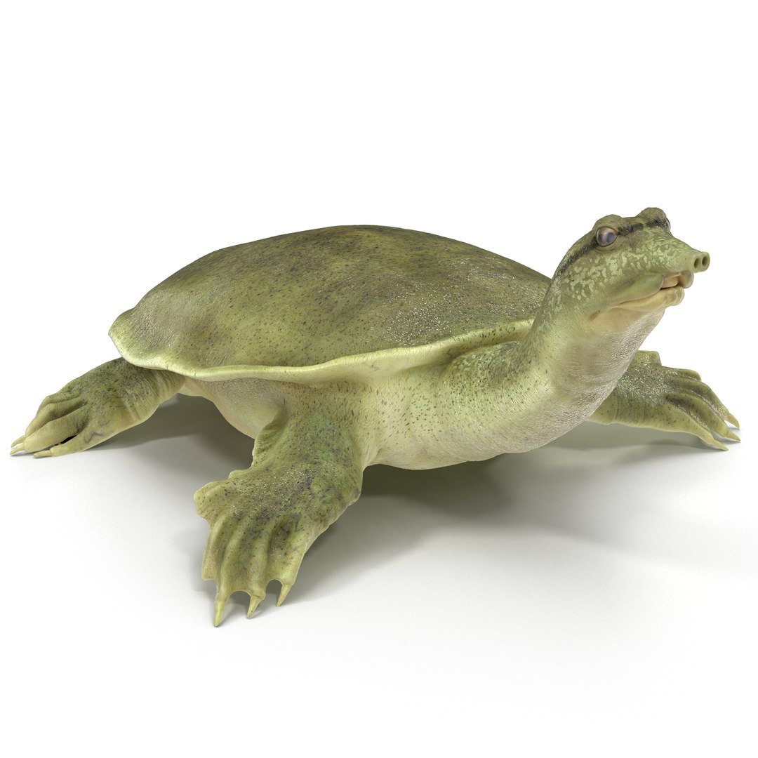 Chinese Softshell Turtle Rigged 3D model preview