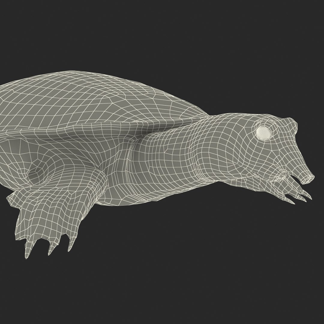 Max Chinese Softshell Turtle Rigged