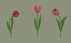 Tulip 3D model