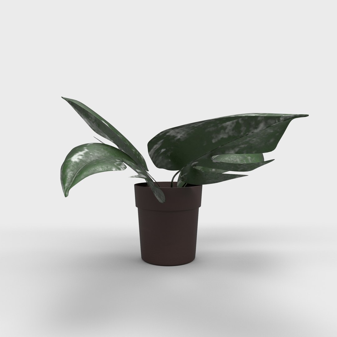 3D model Indoor Plant https://p.turbosquid.com/ts-thumb/lZ/igeRwd/5S/indoorplantrender02/jpg/1738465696/1920x1080/fit_q87/b42eec8095886b29996ac97a1e4ef53784d53067/indoorplantrender02.jpg