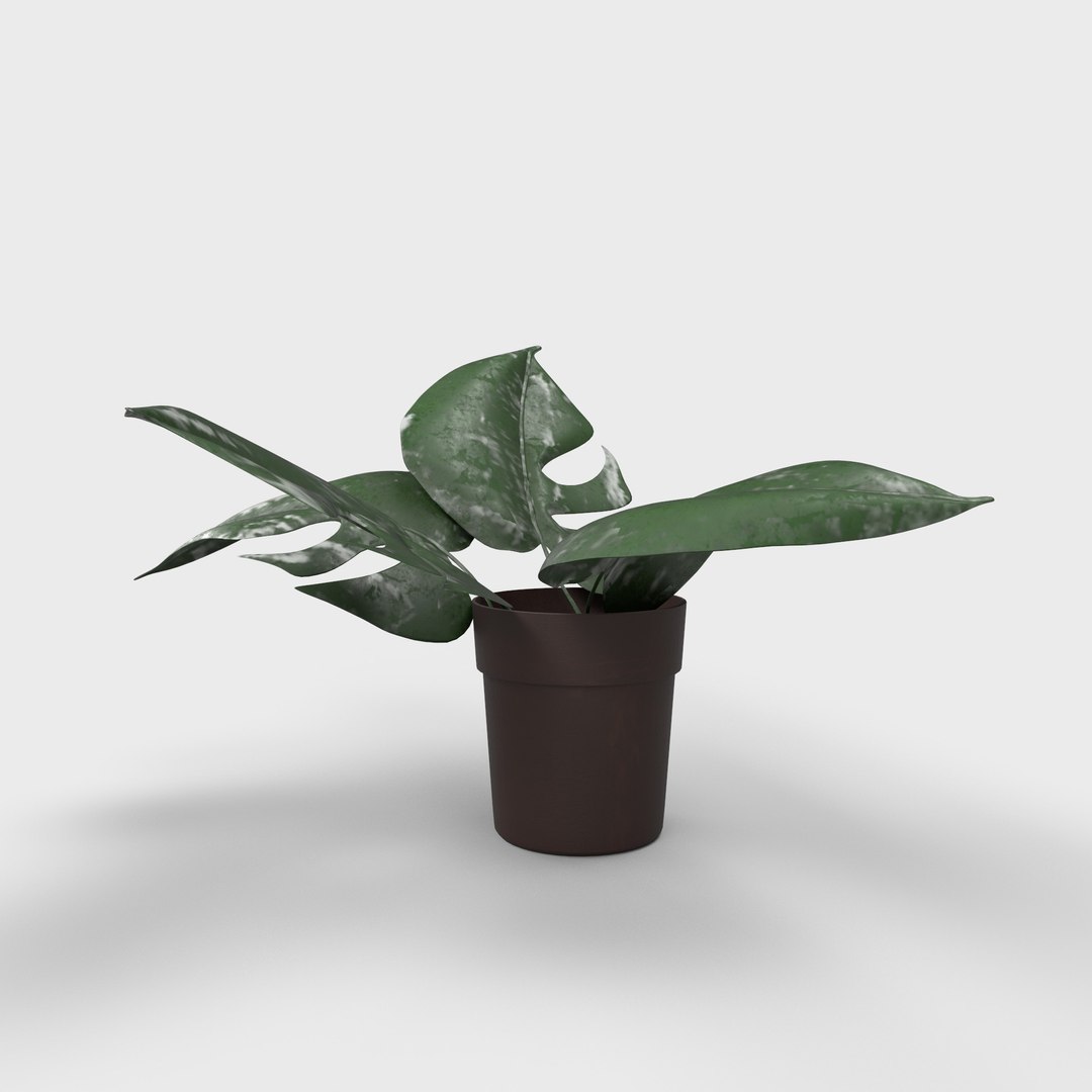 3D model Indoor Plant https://p.turbosquid.com/ts-thumb/lZ/igeRwd/Xz/indoorplantrender01/jpg/1738465697/1920x1080/fit_q87/75c255885b6bfd72e01019a3b88f52f824a99370/indoorplantrender01.jpg