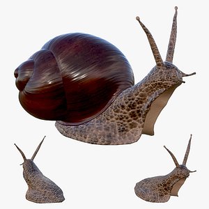 snail
