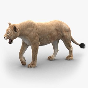 Lioness (3) (FUR)