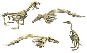 Aquatic Skeleton Models