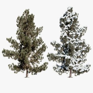 Pine Tree 10 Photorealistic 3D Scanned Tree