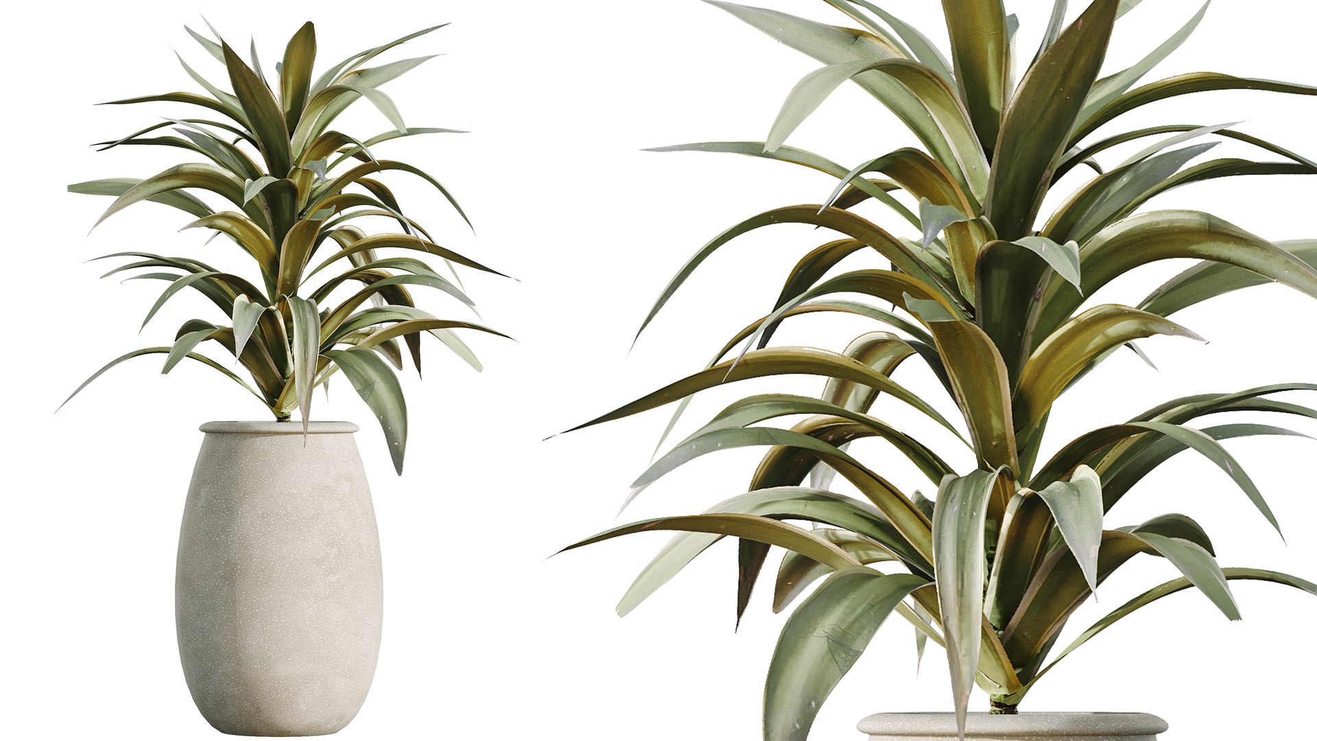 3D AV Indoor Plants Set 532 Ficus Marginata African Fig Banana Olive ...