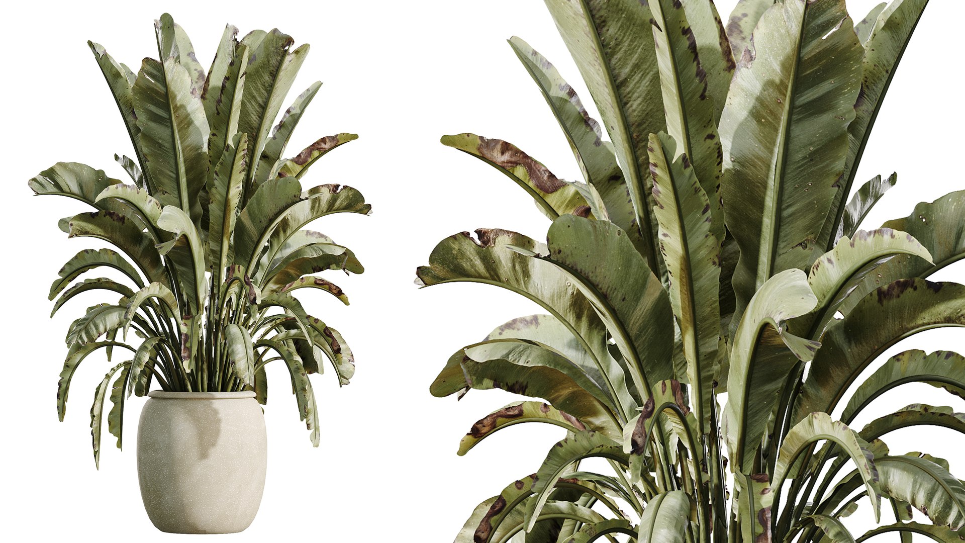 3D AV Indoor Plants Set 532 Ficus Marginata African Fig Banana Olive ...