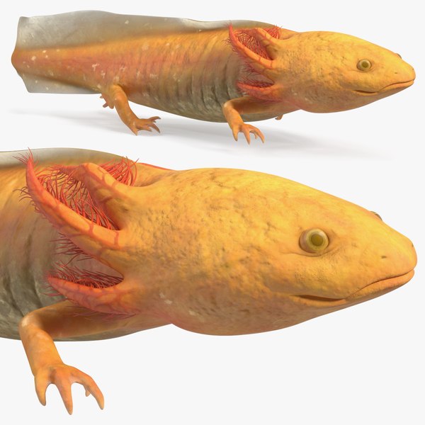 3D model Axolotl Gold-Albino