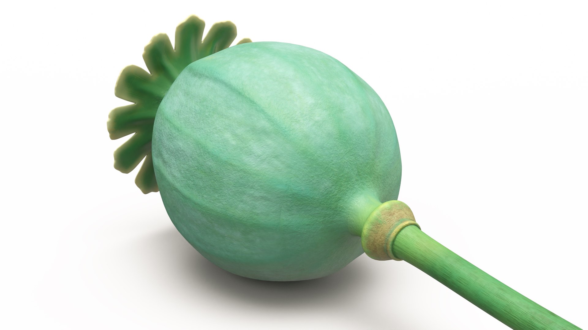 3D Poppy Seed Plants Collection model https://p.turbosquid.com/ts-thumb/la/eOyjRS/N9/poppyseedplantscollection3dmodel025/jpg/1674645833/1920x1080/fit_q87/d727c73224b58a51acf397d683bd5f5953f8f224/poppyseedplantscollection3dmodel025.jpg