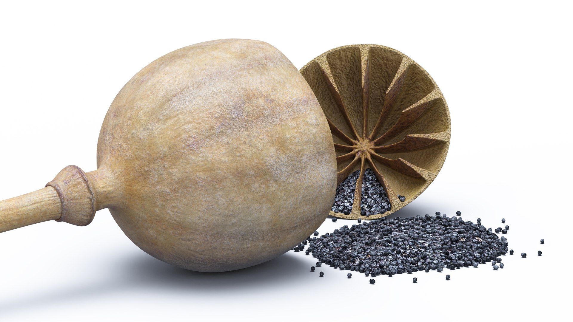 3D Poppy Seed Plants Collection model https://p.turbosquid.com/ts-thumb/la/eOyjRS/RK/poppyseedplantscollection3dmodel009/jpg/1674645769/1920x1080/fit_q87/e96810df002070d6ec7efa3441f5e7ff882d317c/poppyseedplantscollection3dmodel009.jpg