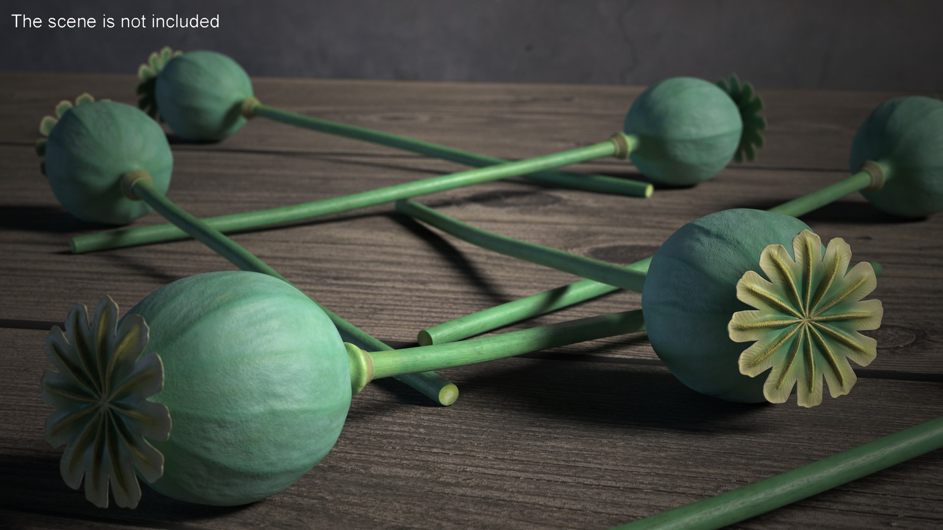 3D Poppy Seed Plants Collection model https://p.turbosquid.com/ts-thumb/la/eOyjRS/up/poppyseedplantscollection3dmodel019/jpg/1674645808/1920x1080/fit_q87/0ec01a1f019b3d1bc119a82c2258598ec7eee1f9/poppyseedplantscollection3dmodel019.jpg
