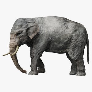 Asian ElephantRigged 3D 3D model