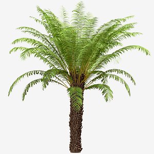 Set of Tree Fern or Dicksonia antarctica Tree -3 Trees 3D model