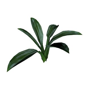 Small Ornamental Plant