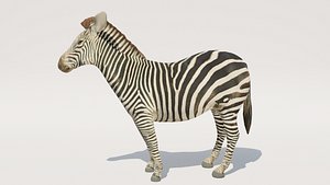 zebra rigged 3D model