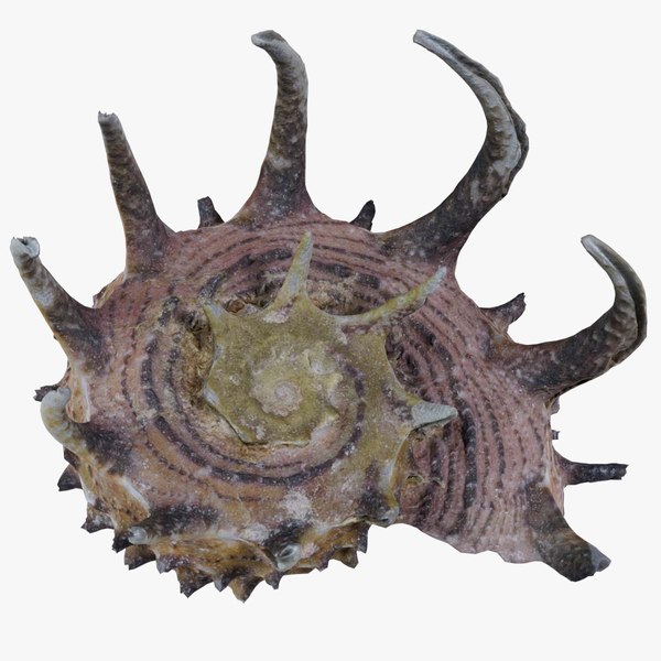 modelo 3d Angaria Delphinus Melanacantha - TurboSquid 2292584