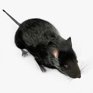 Wild Field Mouse Small Rodent Black Fur