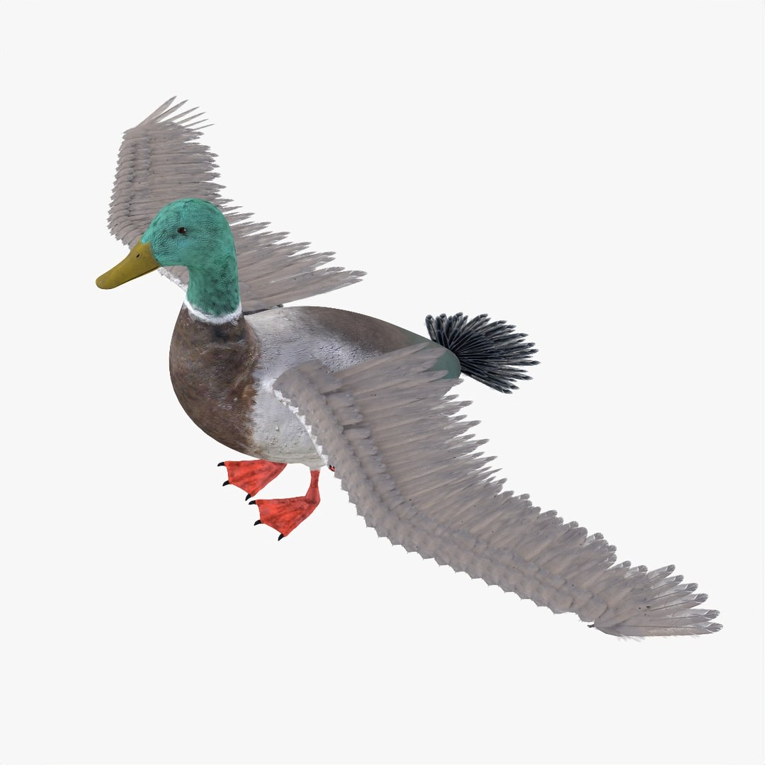 3D Model Bird Duck - TurboSquid 1536356