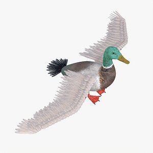 Duck Bird Rigged