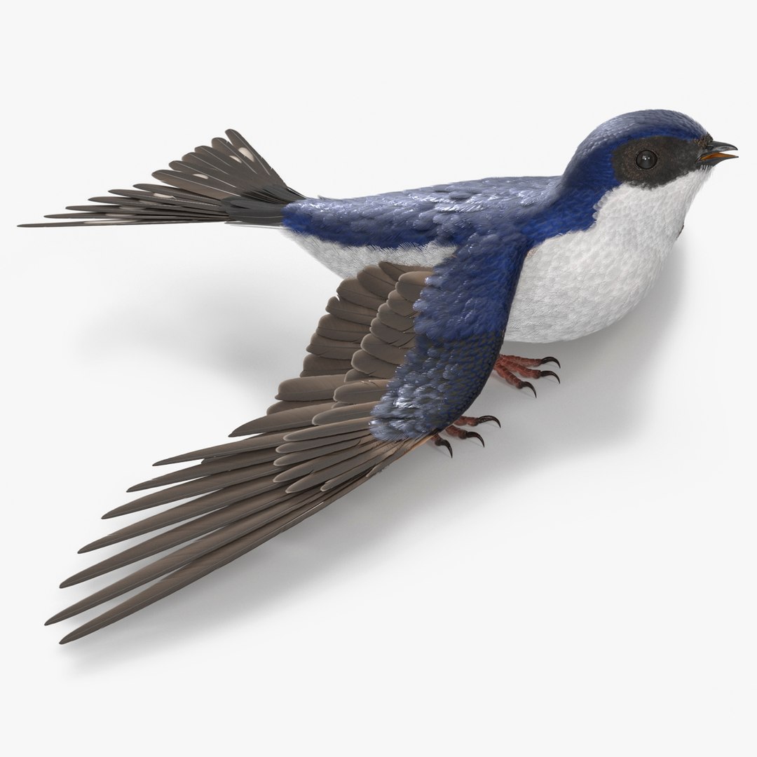 House Martin Bird Rigged for Maya 3D model preview