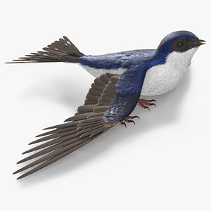 3D House Martin Bird Rigged for Maya model