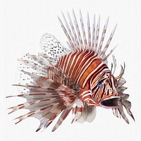 Lionfish Marine Creature Rigged