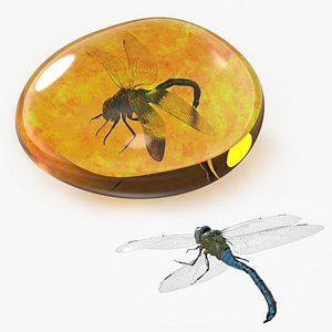 Amber Fossil with Trapped Dragonfly 3D