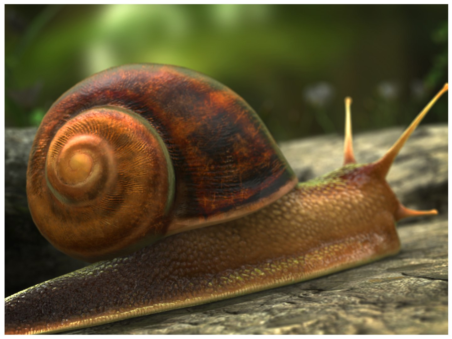 Snail Animation Crawling Model - TurboSquid 1192802